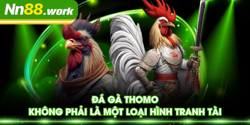 Đá gà Thomo không phải là một loại hình tranh tài