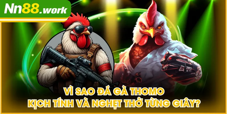 Đá gà Thomo